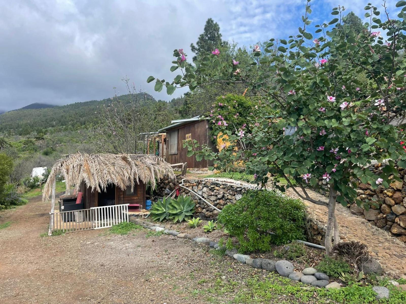 AbraCaRiBes Arecida Exterior foto